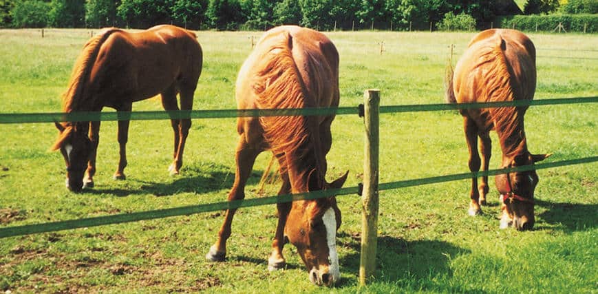 Fieldguard electric horse fencing - the perfect horse fencing solution