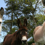 Donkeys at the Donkey Sanctuary