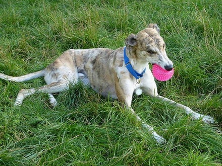 Celia Cross Greyhound rescue dog