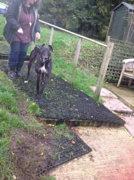 https://fieldguard.com/wp-content/uploads/2015/12/Celia%20Cross%20Greyhound%20Rescue.jpg