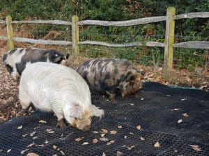Fieldguard Mats for pigs using M9 mesh and M52LO heavy duty grass mats