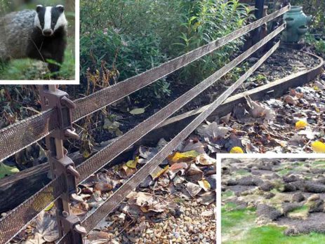 Fieldguard Fencing keeping badgers out