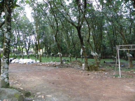 Kerala Rubber Plantation