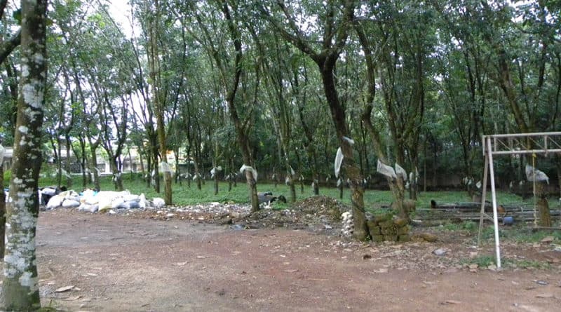 Kerala Rubber Plantation